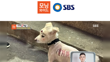 안성훈변호사, SBS 모닝와이드 동물학대법 처벌형량 관련 인터뷰